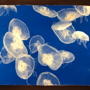 Meet your Posher, Nuo